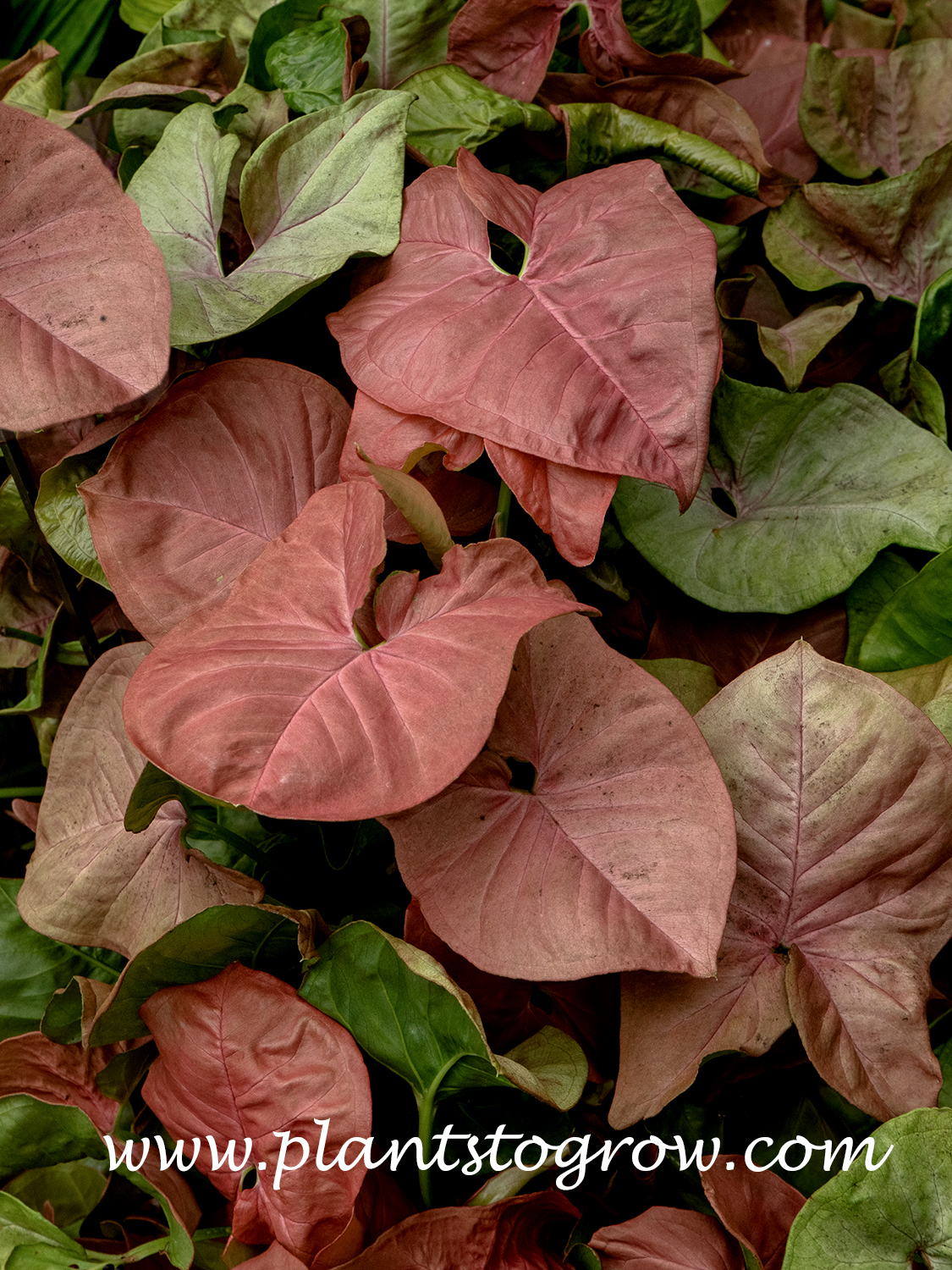Pink Arrowhead (Syngonium podophyllum)
These plants were labeled as Neon Pink, but the color is completely different. The plants were growing in the shade. This may be the reason for the color difference.